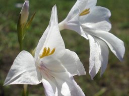 Gladiolus robertsoniae inflorescence